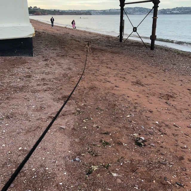 nylon dog lead