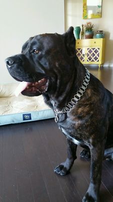 metal dog collar
