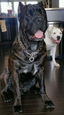 metal dog collar