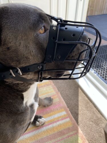 metal dog muzzle
