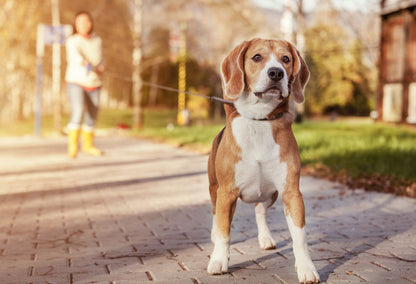 nylon dog lead