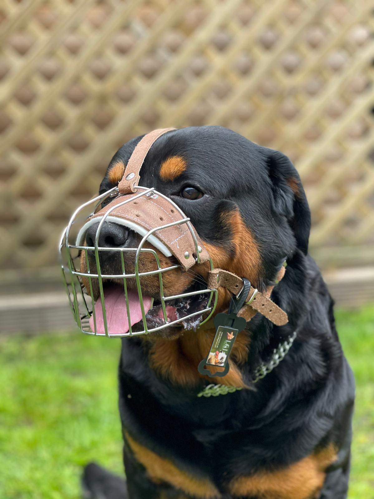 metal dog muzzle