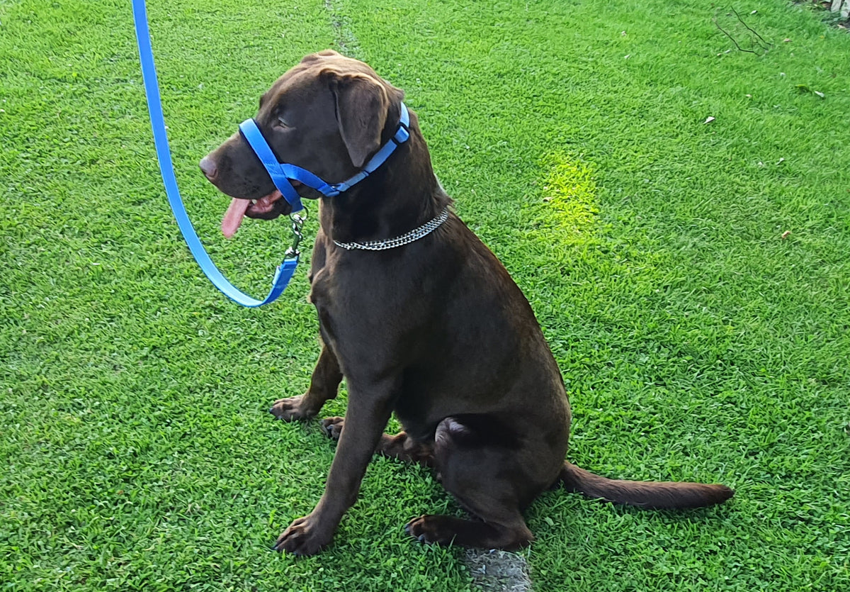 all in one head collar