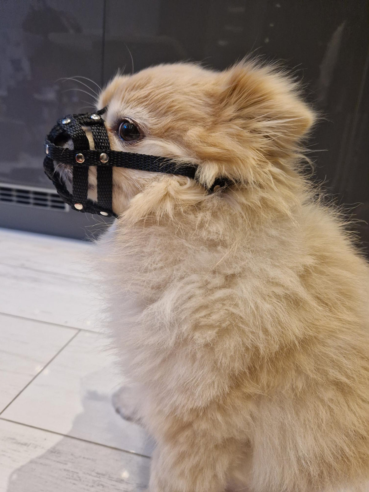 nylon dog muzzle