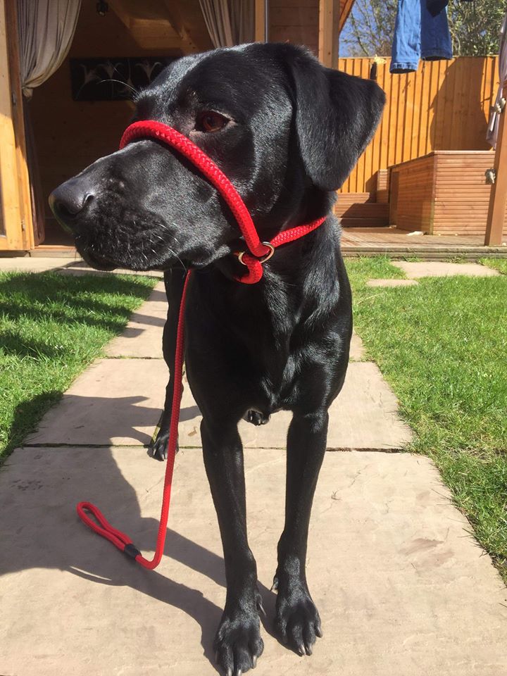 nylon dog lead