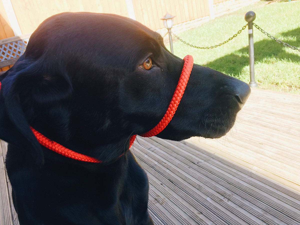 all in one head collar