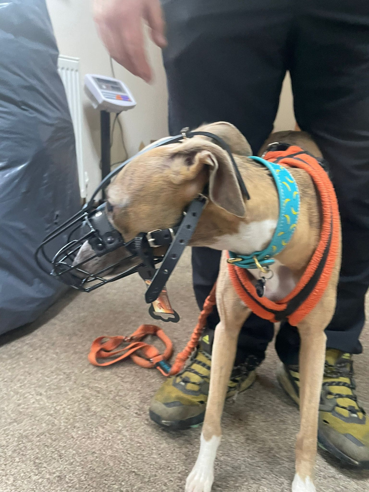 metal dog muzzle