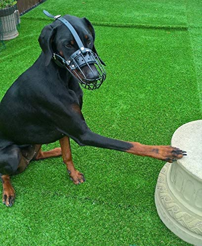 metal dog muzzle
