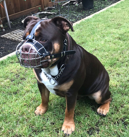 metal dog muzzle