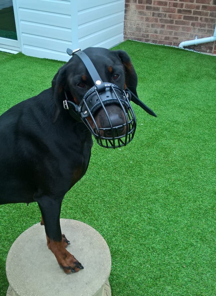 metal dog muzzle