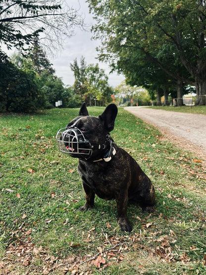 Black Leather Metal Muzzle