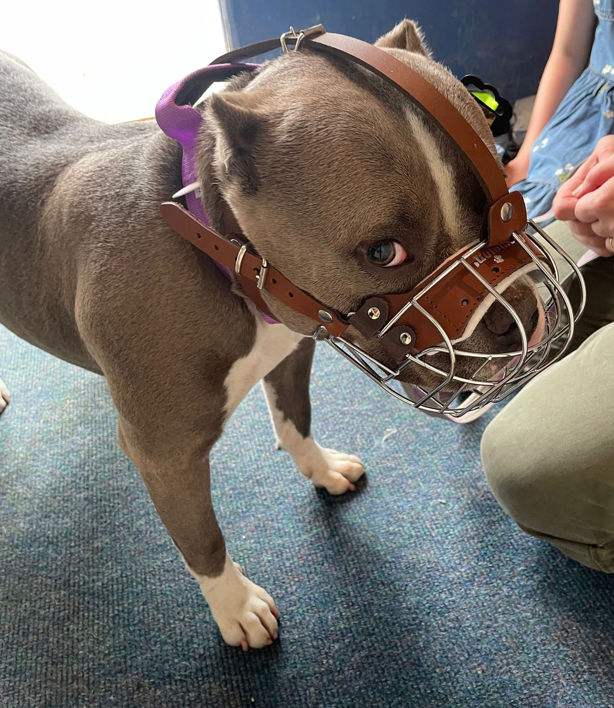 metal dog muzzle