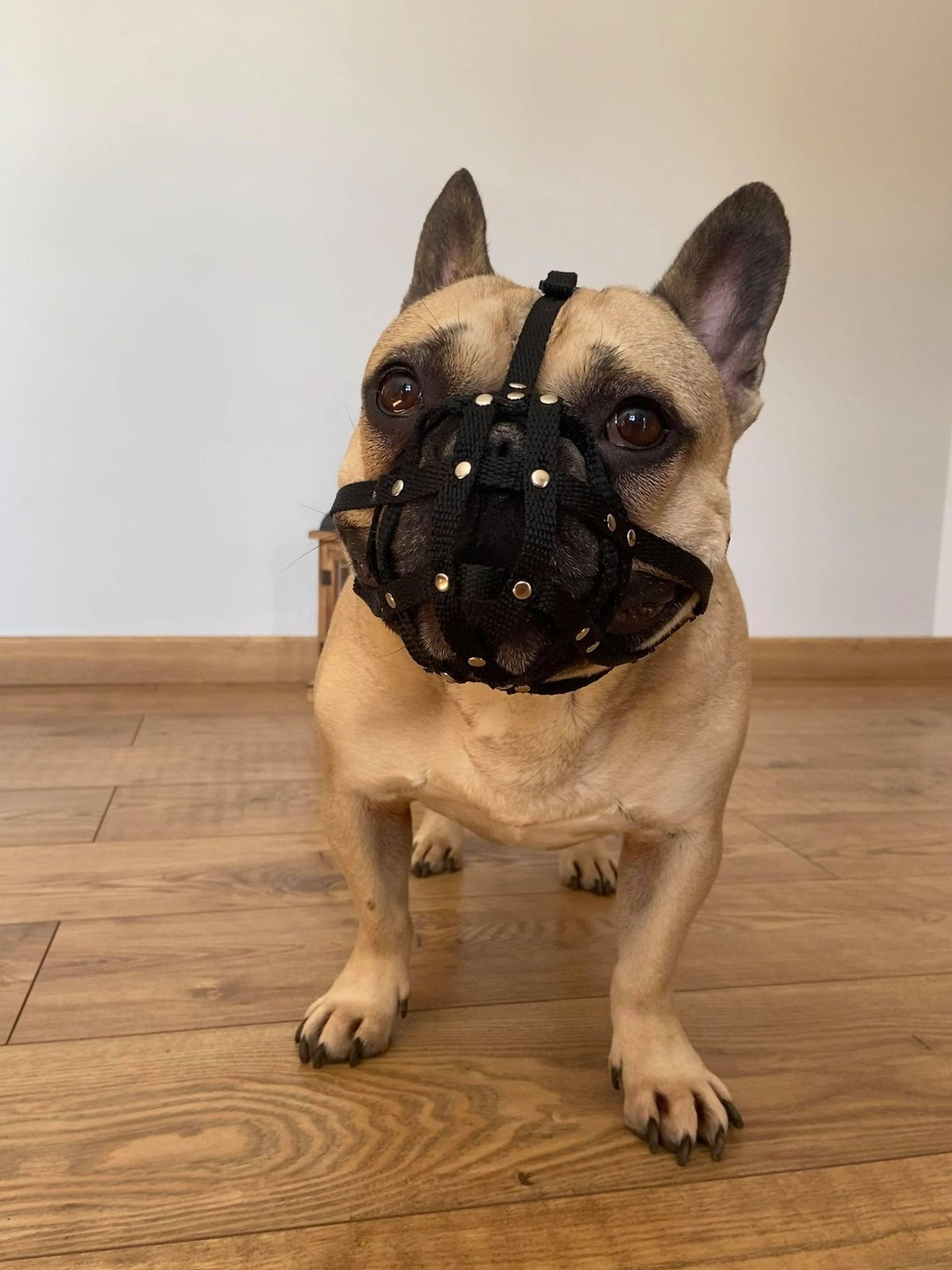 nylon dog muzzle