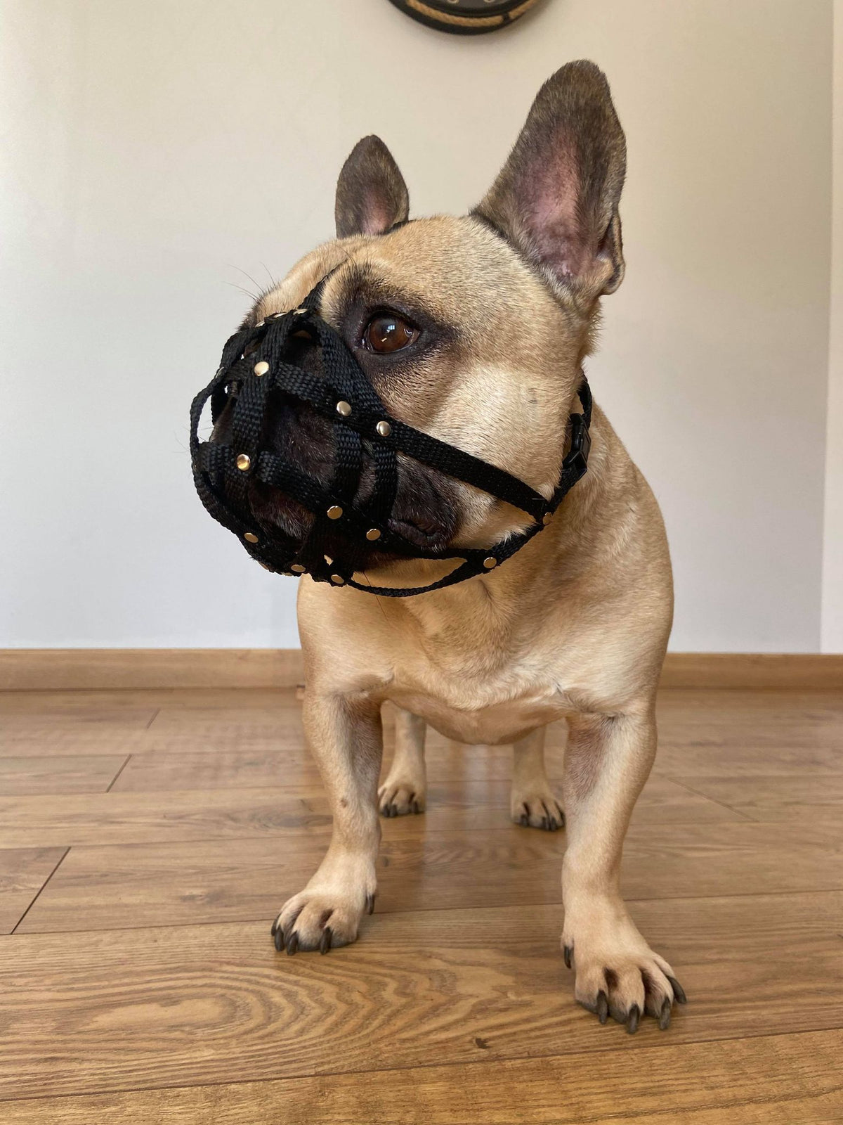 nylon dog muzzle