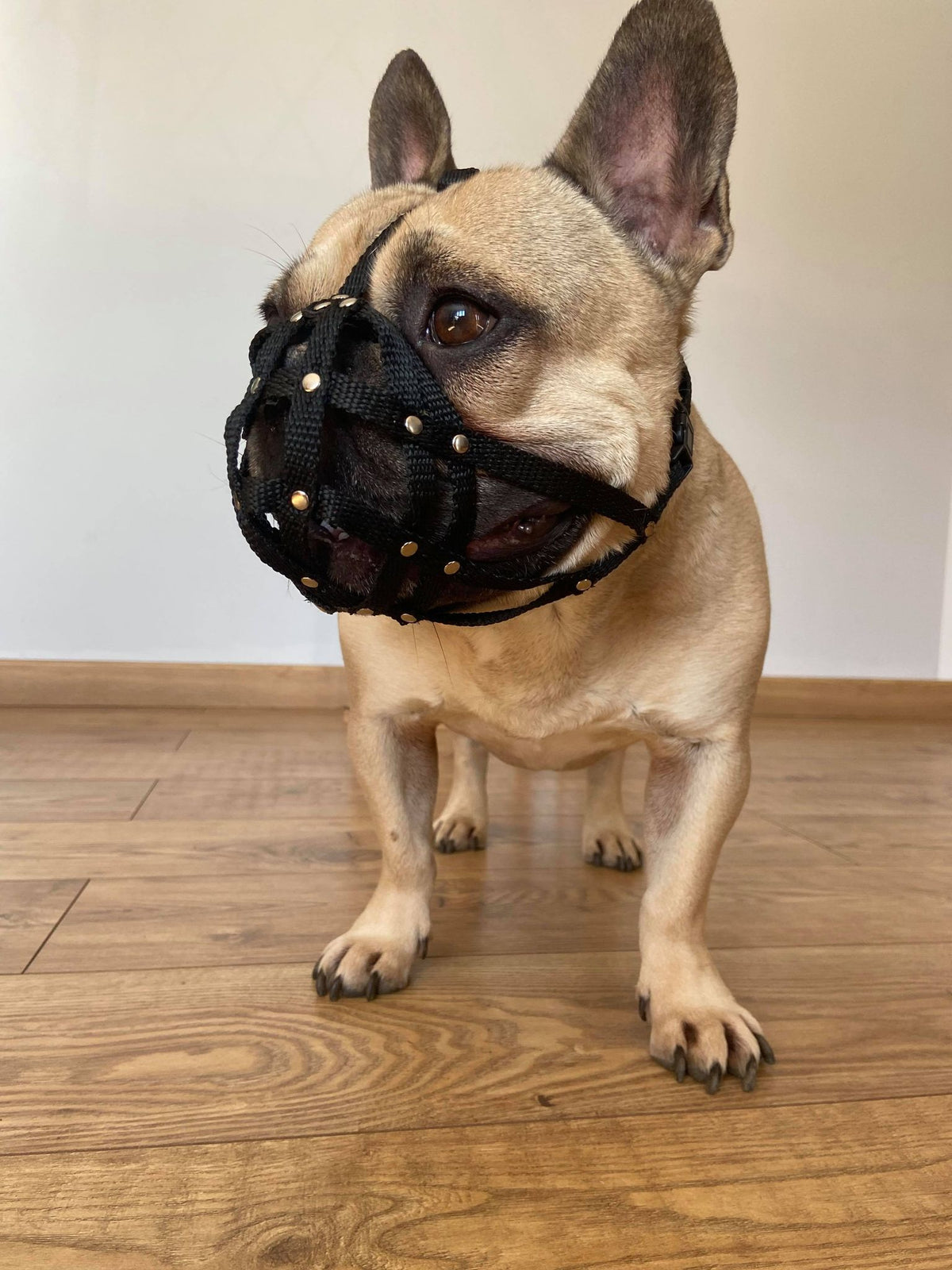 nylon dog muzzle
