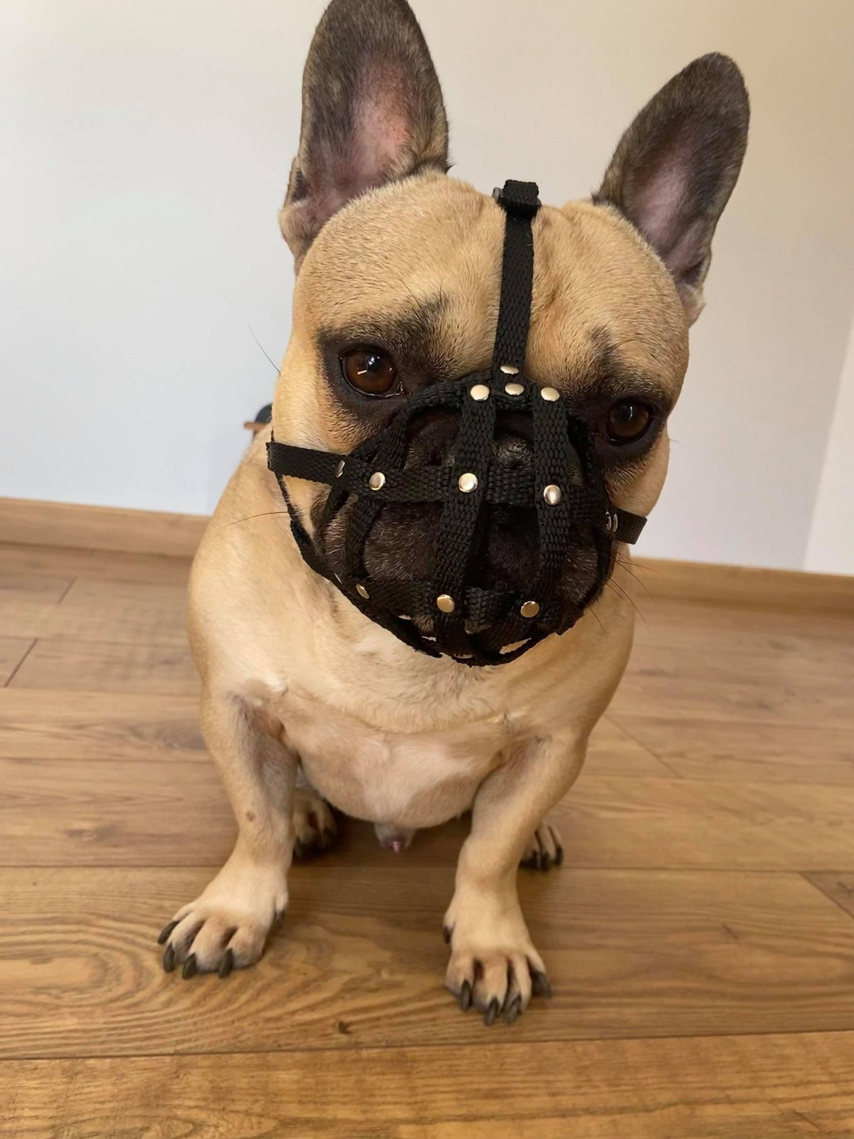 nylon dog muzzle