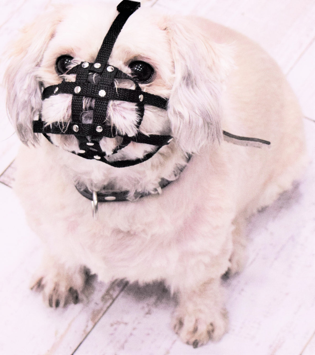 nylon dog muzzle