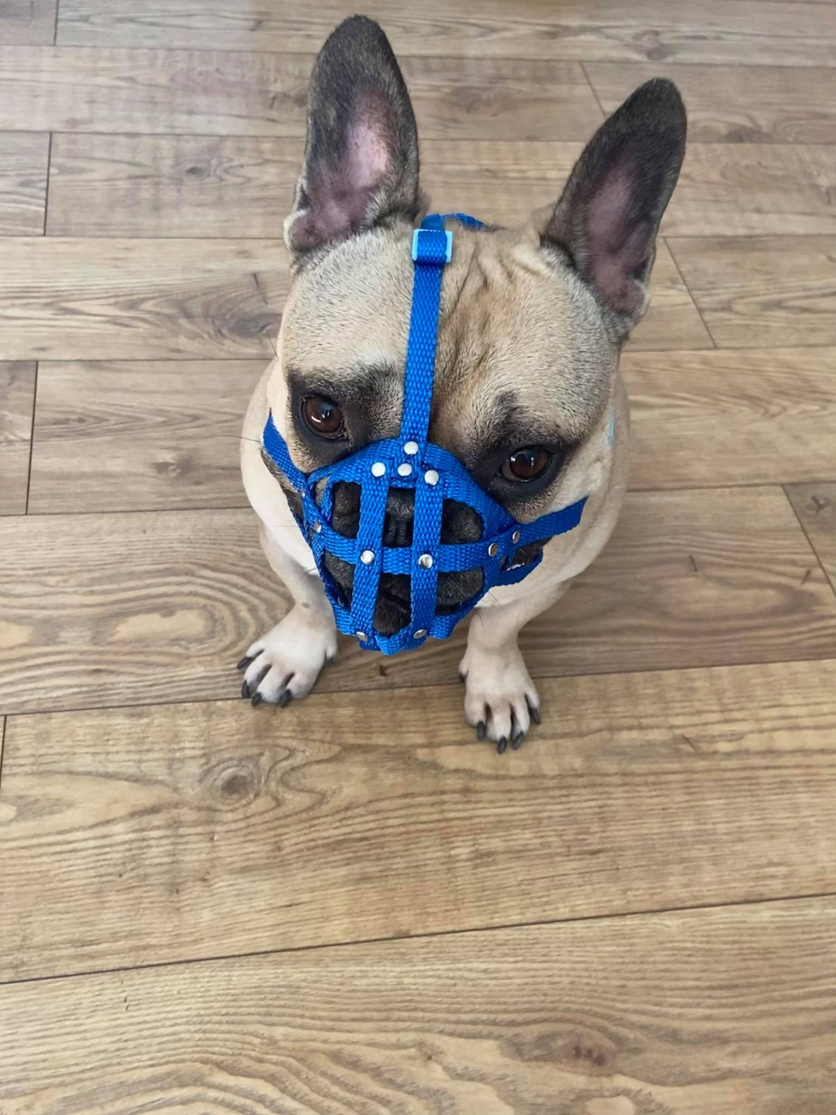 nylon dog muzzle