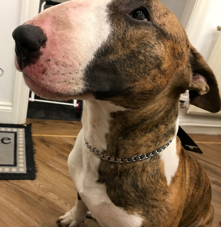 metal dog collar