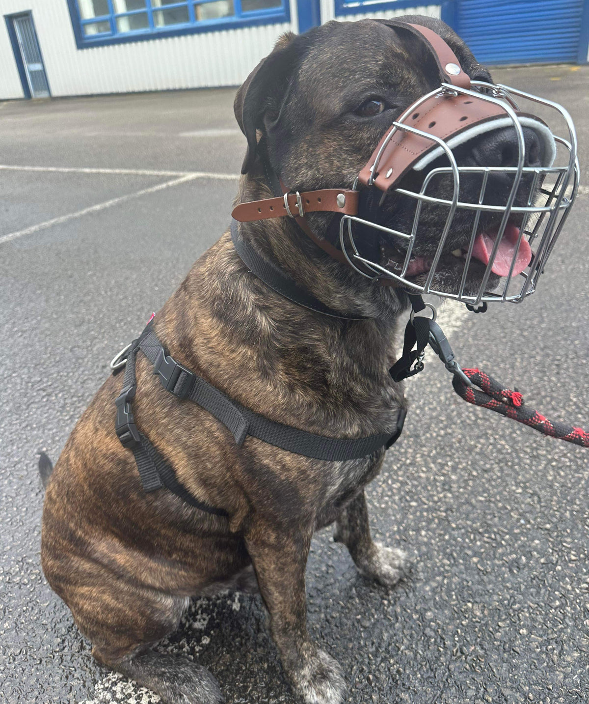 metal dog muzzle