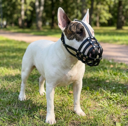 Leichter Leder-Maulkorb für Englische Bullterrier und ähnliche Schnauzenformen