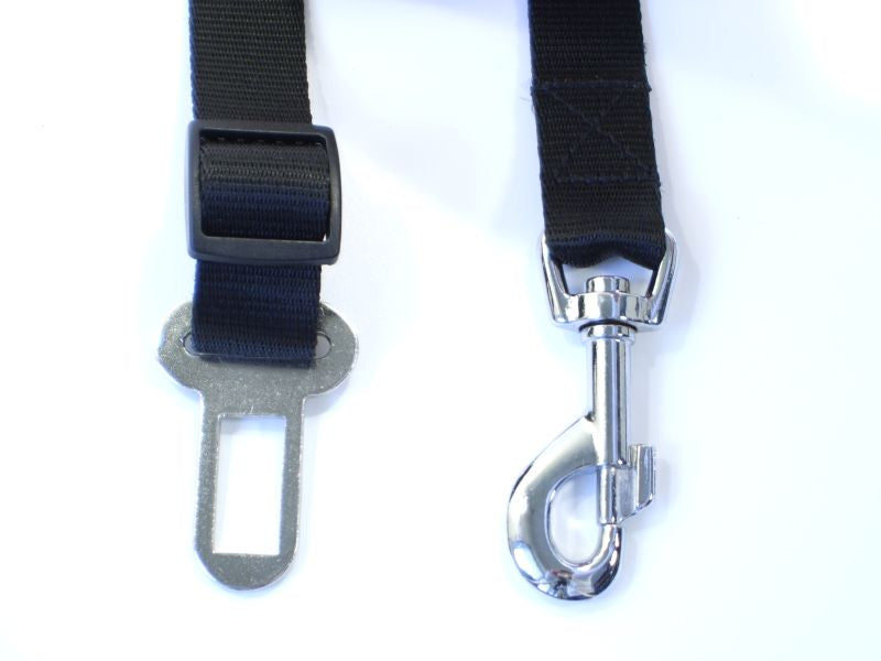 dog car lead