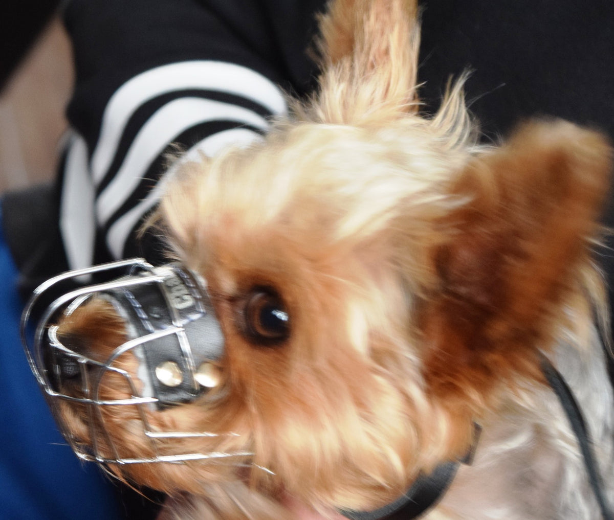 metal dog muzzle