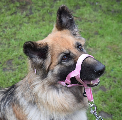 all in one head collar