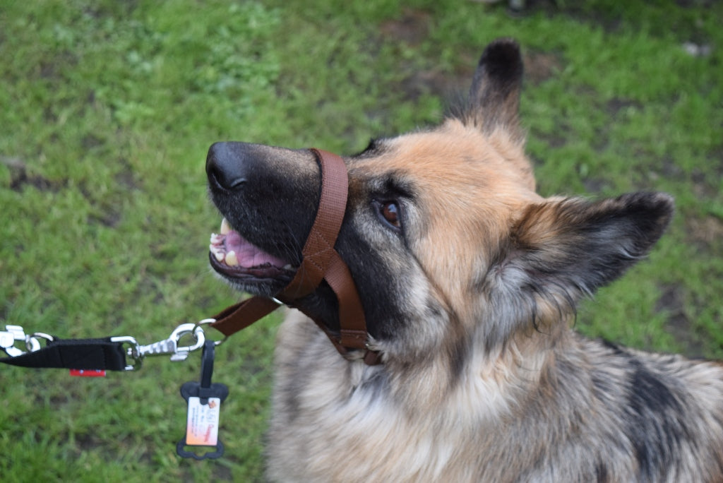 all in one head collar