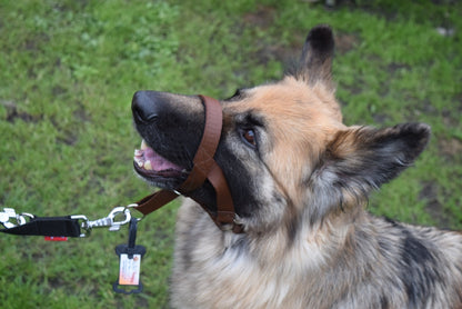 all in one head collar