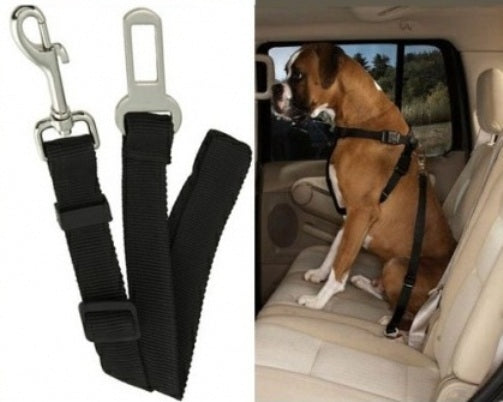 dog car lead