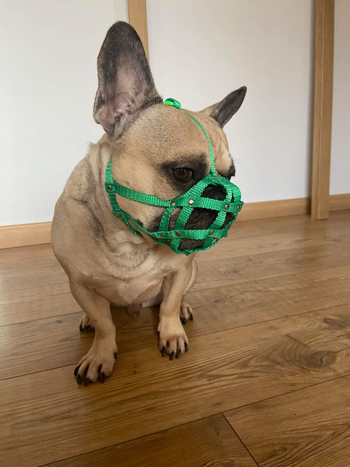 nylon dog muzzle