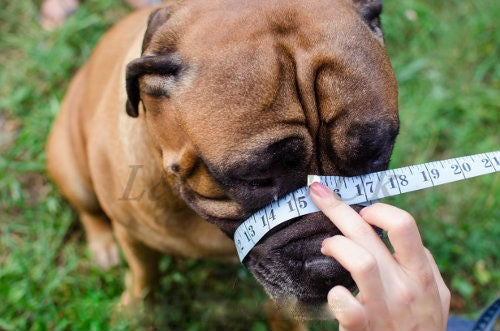 how to measure for a dog muzzle