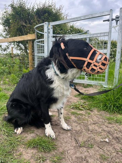 leather dog muzzle