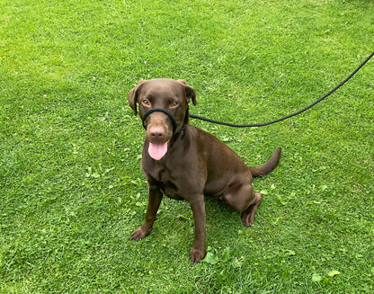 nylon dog lead