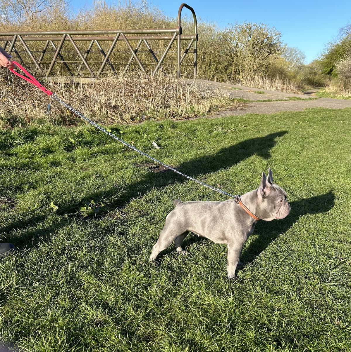 metal dog lead