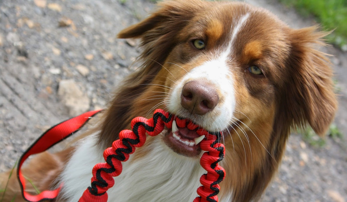 dog lead
