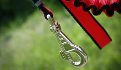 dog lead