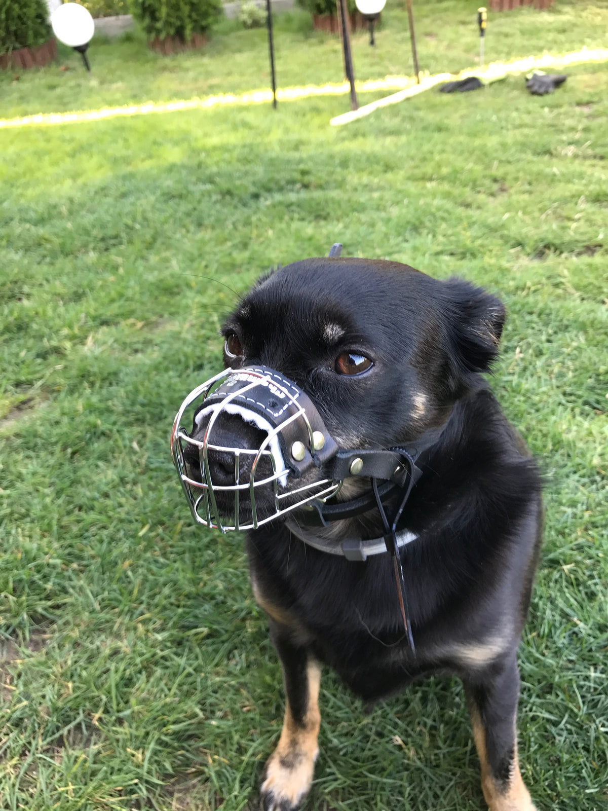 metal dog muzzle
