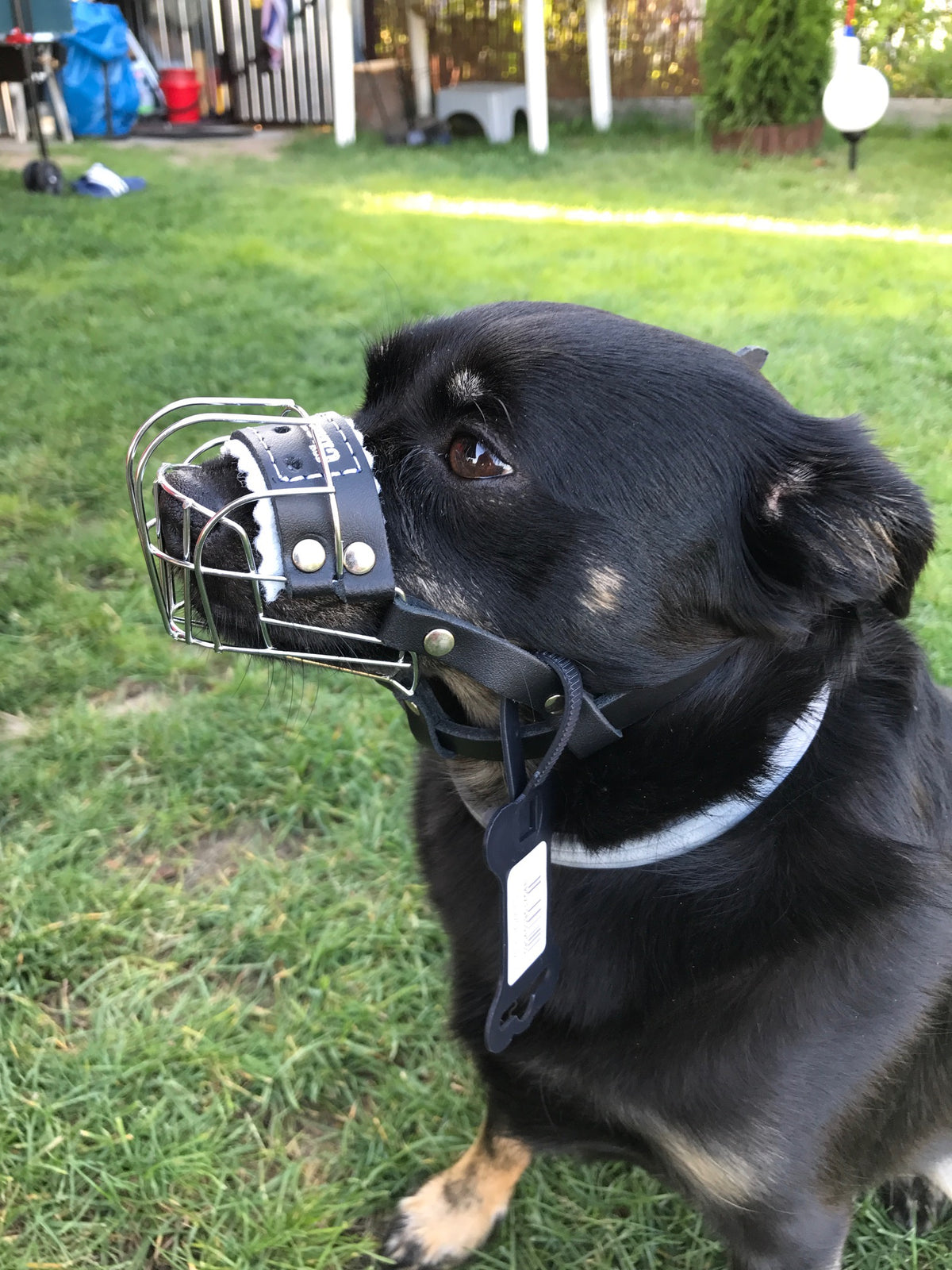 metal dog muzzle