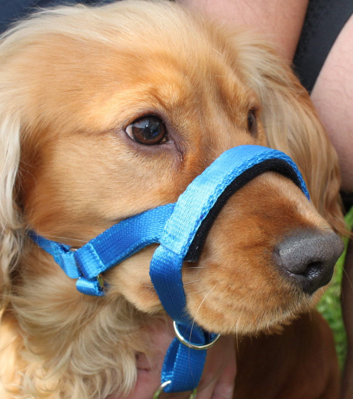 all in one head collar