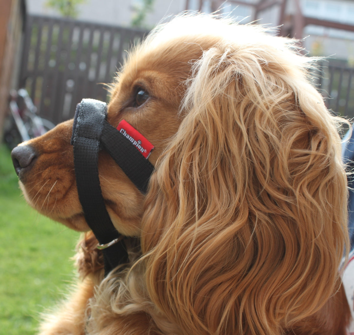 all in one head collar
