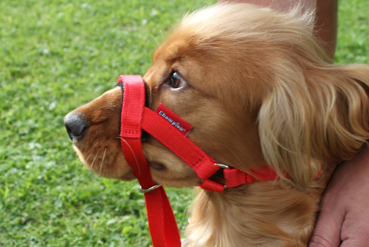 all in one head collar