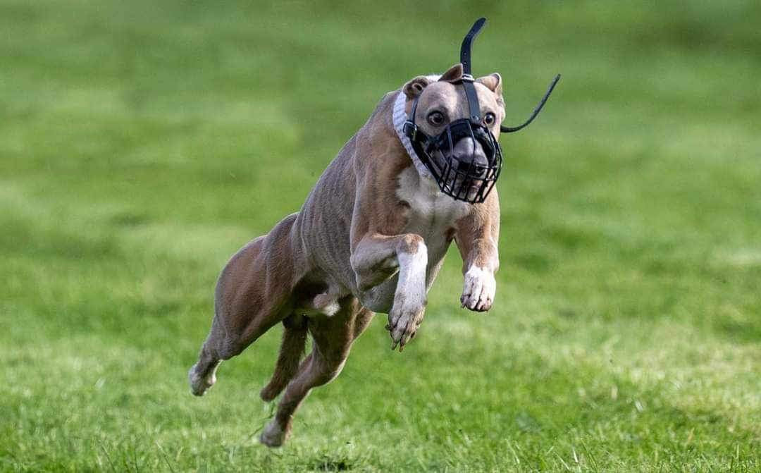 metal dog muzzle