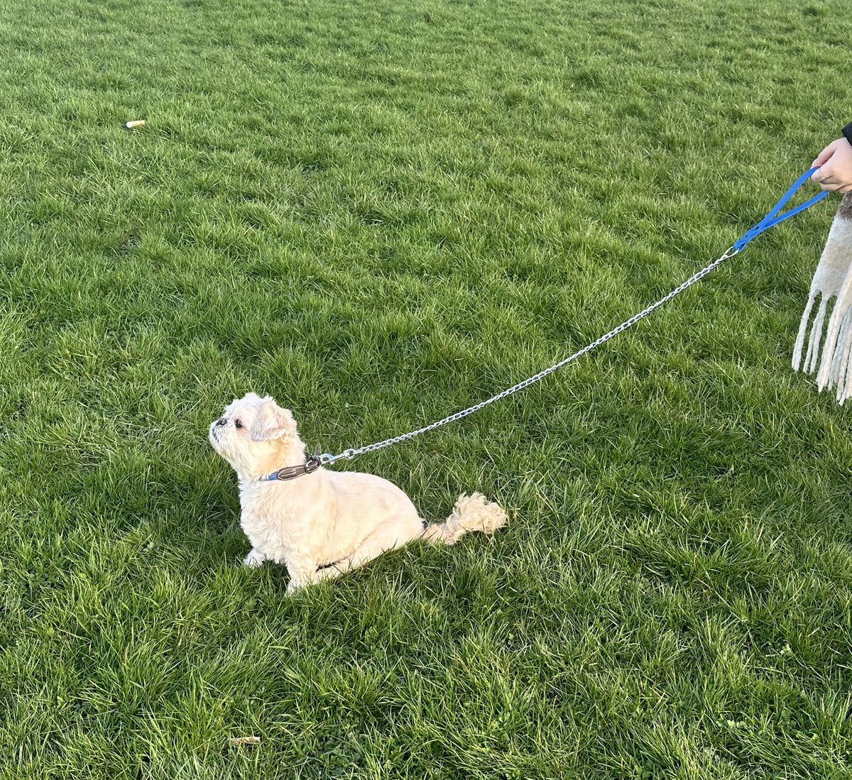 metal dog lead