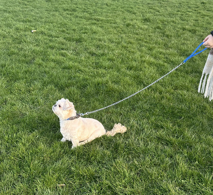 metal dog lead