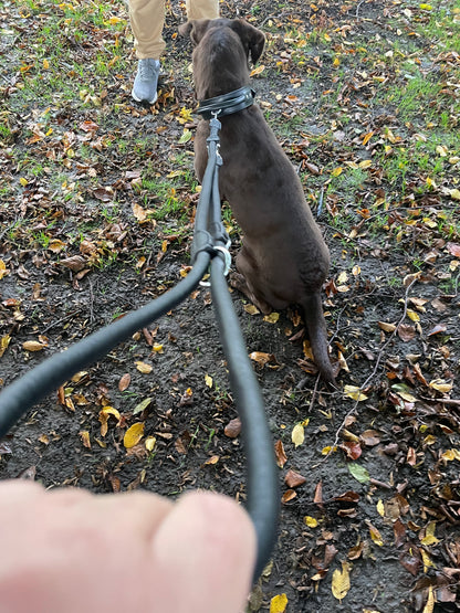 leather dog lead