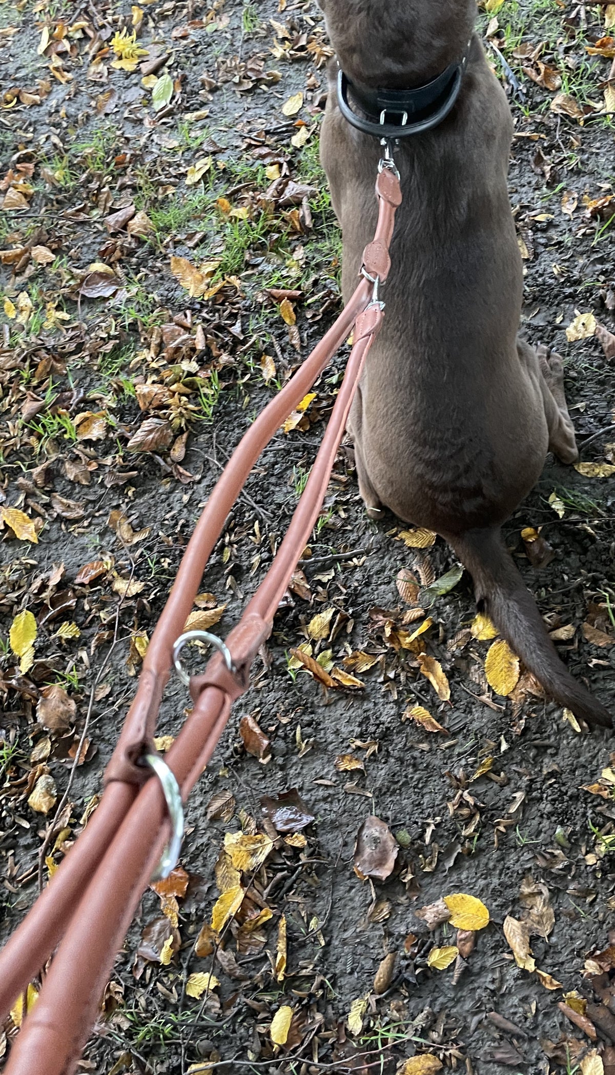 leather dog lead
