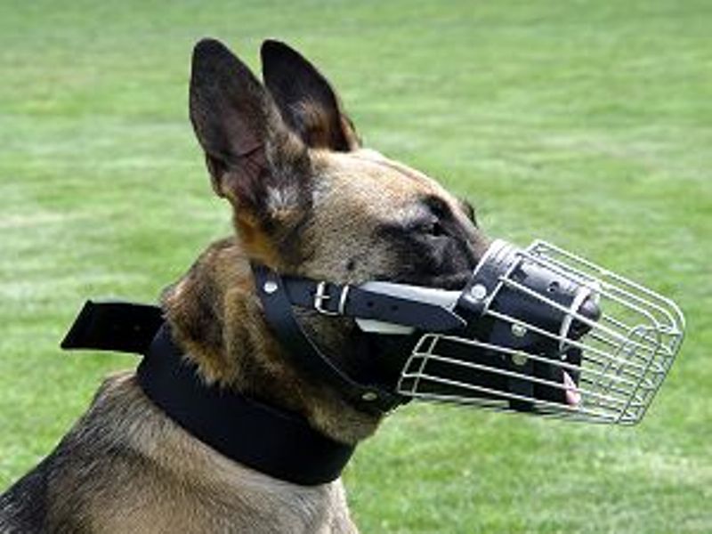 metal dog muzzle