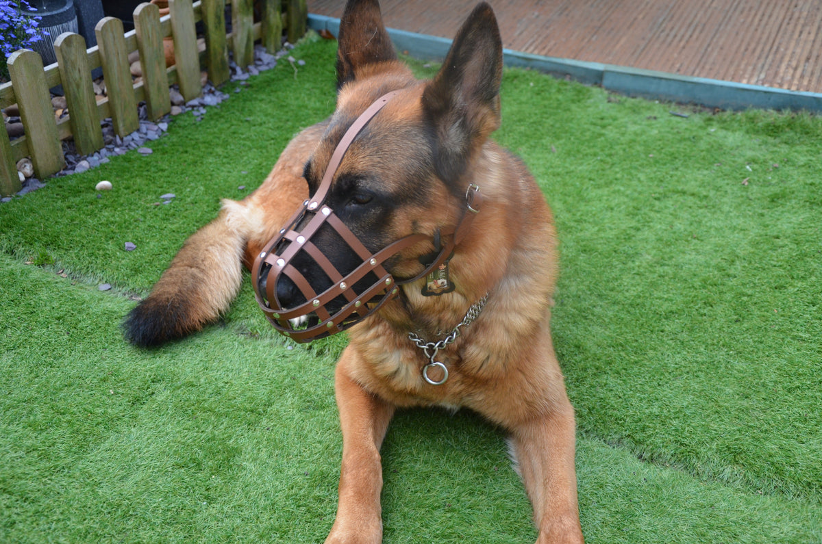 leather dog muzzle